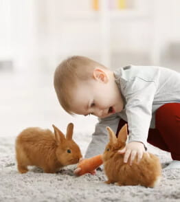 Uma criança pequena alimenta dois coelhos com uma cenoura. 