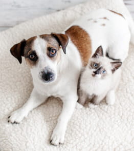 Cão e gato numa manta branca a olharem para a objetiva