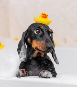 Cão salsicha no banho, representando os caes com pouco pelo. 