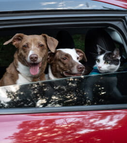 Três animais de estimação (dois cães e um gato) dentro de um carro. 