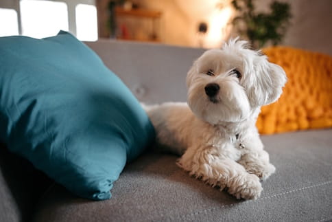 Cão de raça Maltês em cima de um sofá
