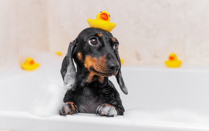 Cão salsicha no banho, representando os caes com pouco pelo. 