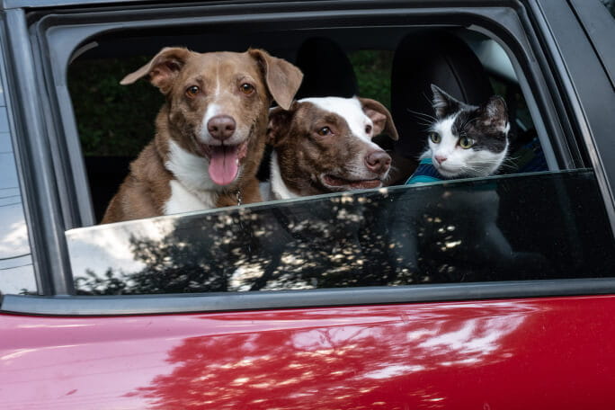Três animais de estimação (dois cães e um gato) dentro de um carro.