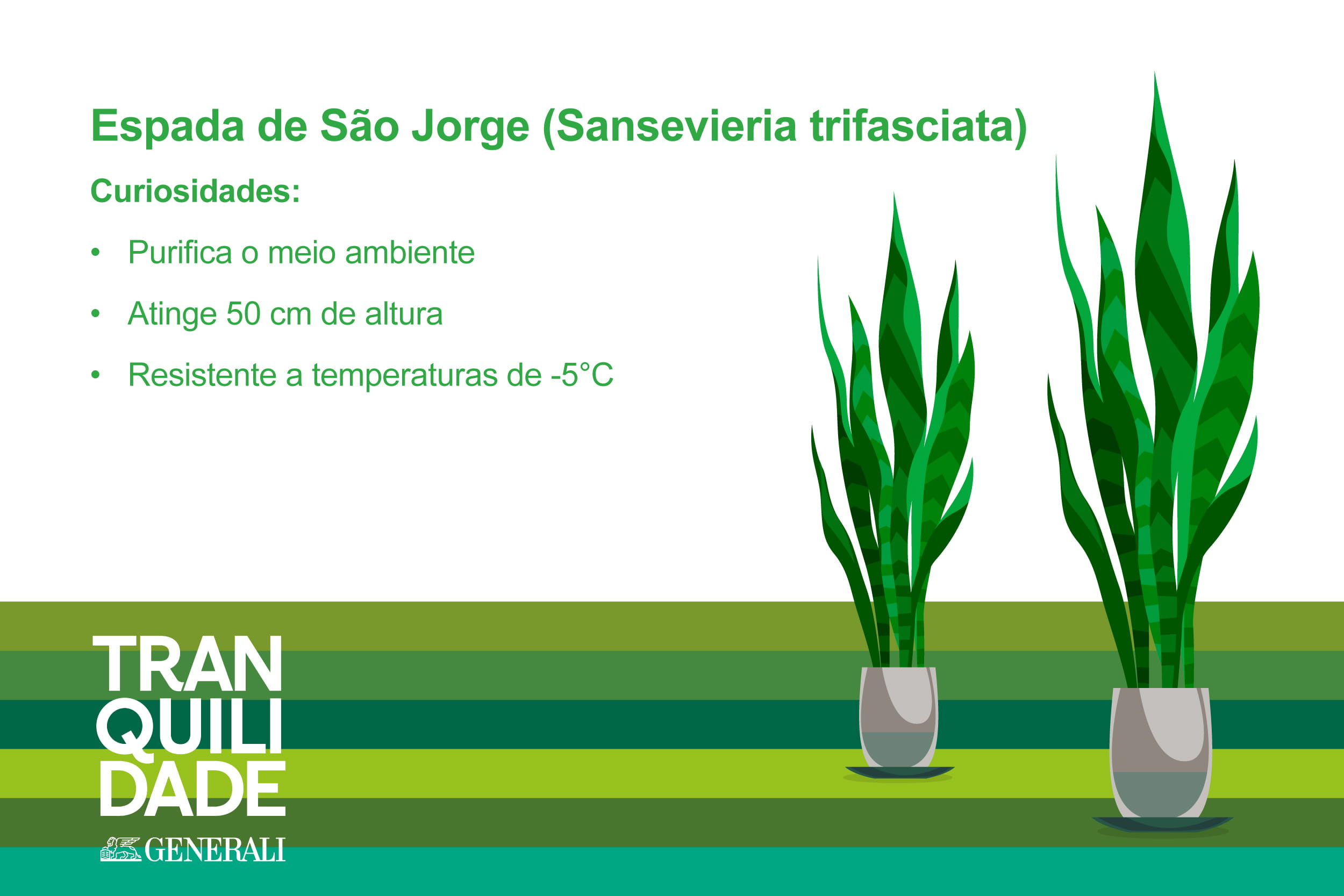 Infografia com planta Espada de São Jorge