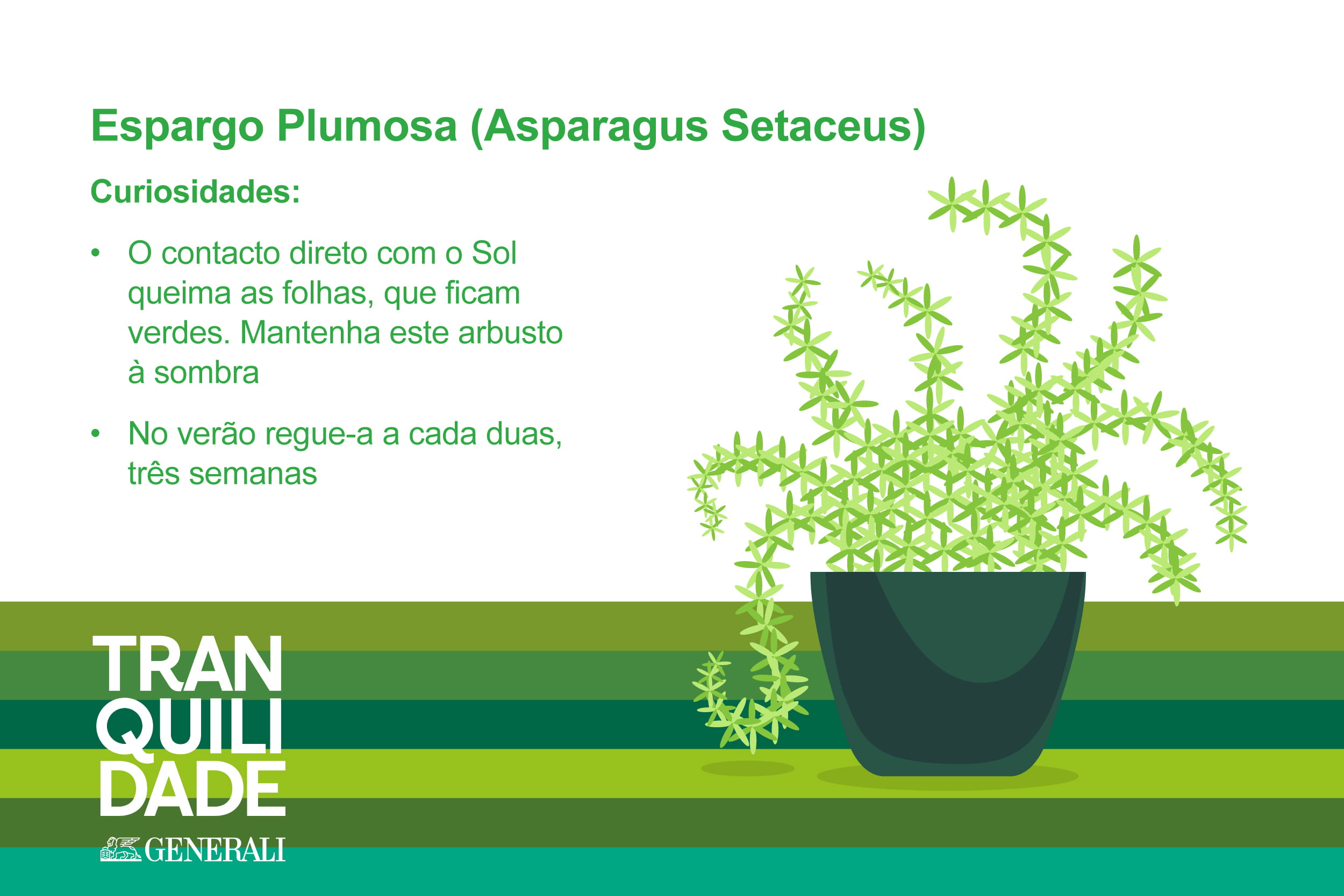 Infografia de planta Espargo Plumosa