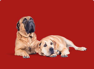 cross sell animais domésticos rc cães fundo vermelho escuro